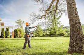 Best Tree Preservation Services  in Valle Vista, CA