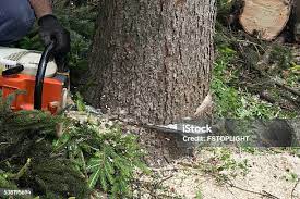 Best Tree and Shrub Care  in Valle Vista, CA