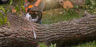 Best Firewood Processing and Delivery  in Valle Vista, CA