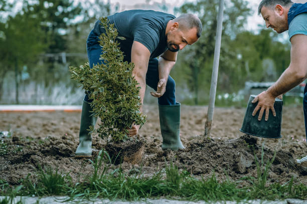 Best Hedge Trimming  in Valle Vista, CA