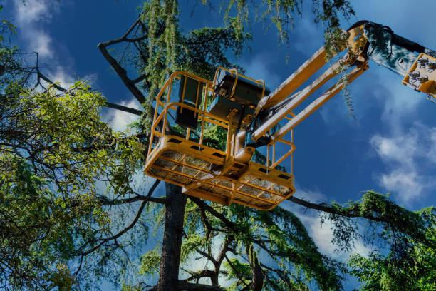 Best Tree Cabling and Bracing  in Valle Vista, CA