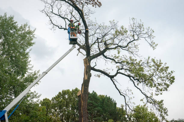 How Our Tree Care Process Works  in  Valle Vista, CA