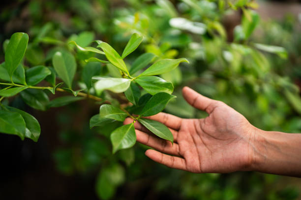 Best Tree Disease Treatment  in Valle Vista, CA