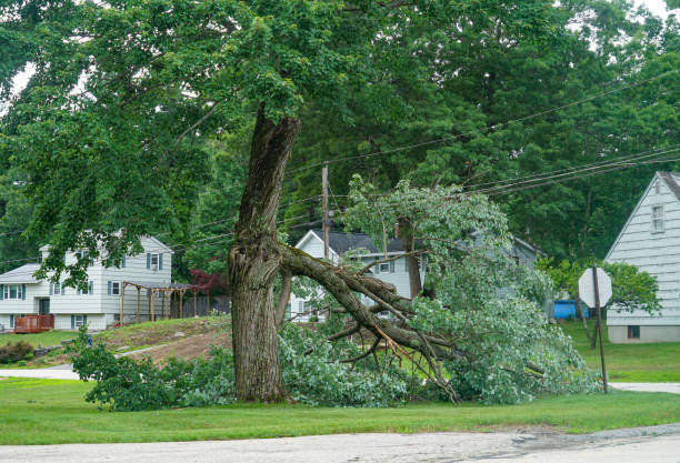 Best Commercial Tree Services  in Valle Vista, CA