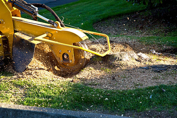 Best Emergency Tree Removal  in Valle Vista, CA