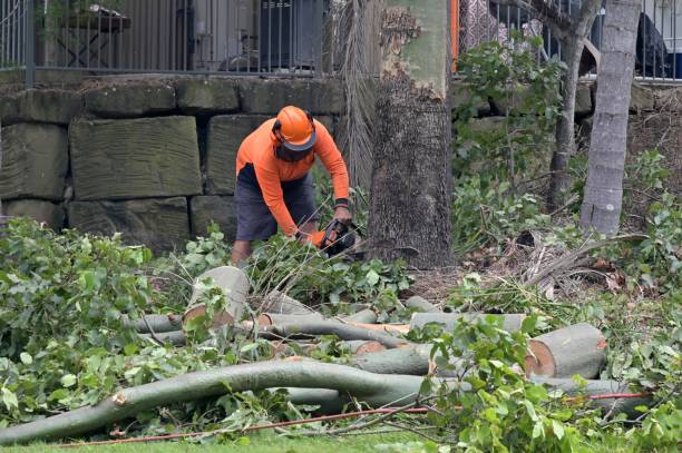 Best Tree Removal  in Valle Vista, CA