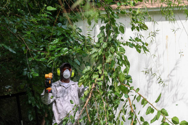 Best Leaf Removal  in Valle Vista, CA