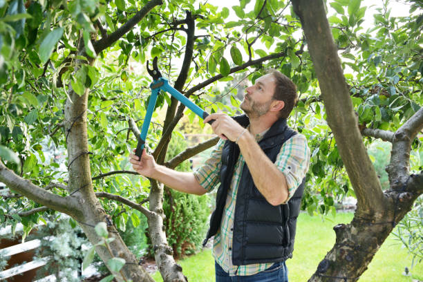 Best Tree Risk Assessment  in Valle Vista, CA